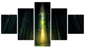 Obraz ciemnego lasu (125x70 cm)