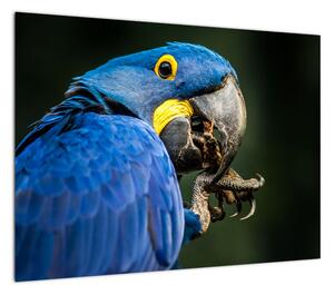 Obraz papugi (70x50 cm)