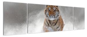 Obraz tygrysa biegnącego po śniegu (170x50 cm)