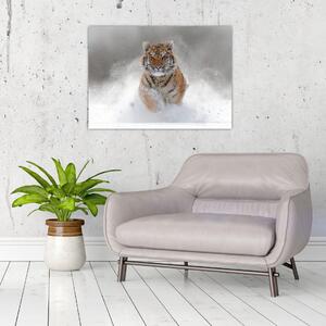 Obraz tygrysa biegnącego po śniegu (70x50 cm)