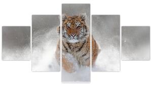 Obraz tygrysa biegnącego po śniegu (125x70 cm)