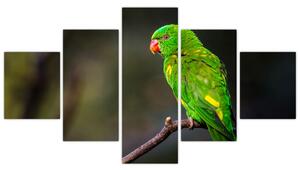 Obraz papugi na gałęzi (125x70 cm)