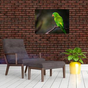 Obraz papugi na gałęzi (70x50 cm)