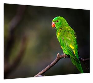 Obraz papugi na gałęzi (70x50 cm)
