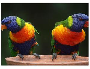 Obraz papug (70x50 cm)