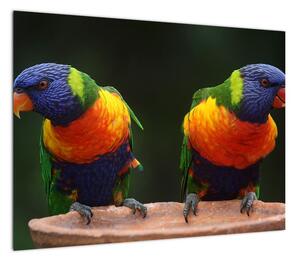Obraz papug (70x50 cm)