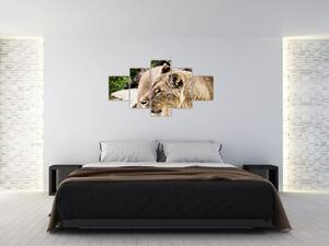 Obraz lwicy (125x70 cm)