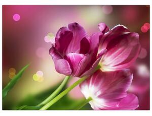 Obraz różowych tulipanów (70x50 cm)