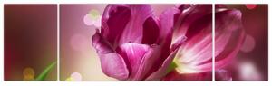 Obraz różowych tulipanów (170x50 cm)