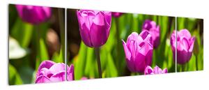 Obraz tulipanów na łące (170x50 cm)
