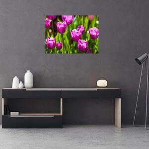 Obraz tulipanów na łące (70x50 cm)