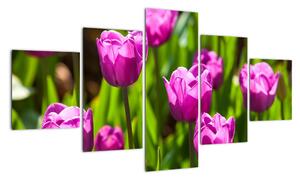 Obraz tulipanów na łące (125x70 cm)