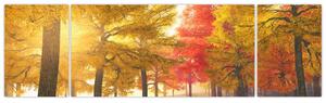 Obraz jesiennych drzew (170x50 cm)