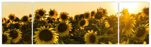 Obraz pola słoneczników (170x50 cm)