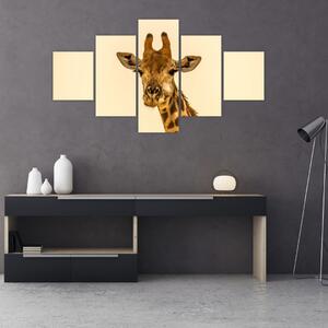 Obraz żyrafy (125x70 cm)