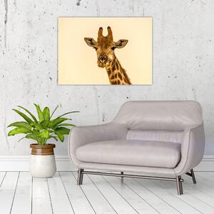 Obraz żyrafy (70x50 cm)