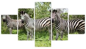 Obraz z zebrami (125x70 cm)