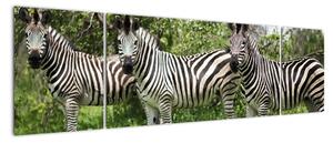 Obraz z zebrami (170x50 cm)