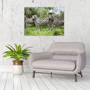 Obraz z zebrami (70x50 cm)