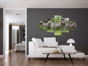 Obraz z zebrami (125x70 cm)