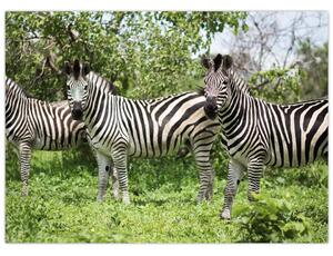 Obraz z zebrami (70x50 cm)