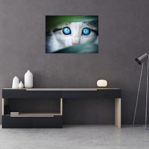 Obraz kota (70x50 cm)