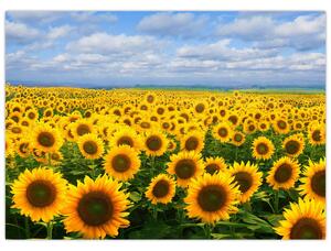 Obraz pola słoneczników (70x50 cm)