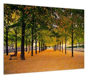 Obraz alei jesiennych drzew (70x50 cm)