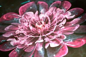 Obraz magiczny różowy kwiat