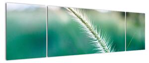 Obraz źdźbła trawy (170x50 cm)