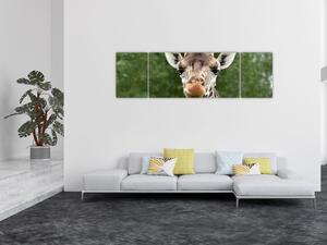 Obraz żyrafy (170x50 cm)