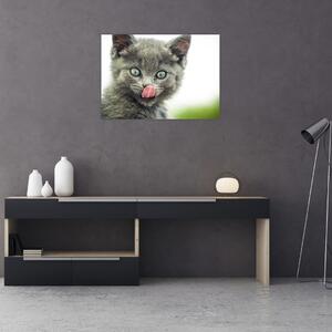 Obraz oblizującego się kotka (70x50 cm)