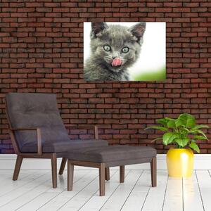 Obraz oblizującego się kotka (70x50 cm)