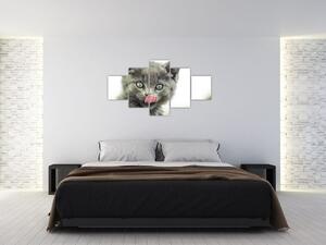 Obraz oblizującego się kotka (125x70 cm)