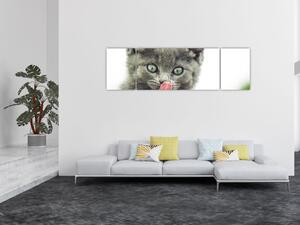 Obraz oblizującego się kotka (170x50 cm)