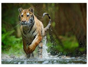 Obraz biegnącego tygrysa (70x50 cm)