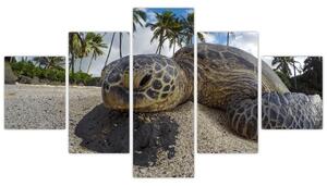 Obraz żółwia (125x70 cm)