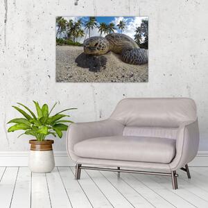 Obraz żółwia (70x50 cm)