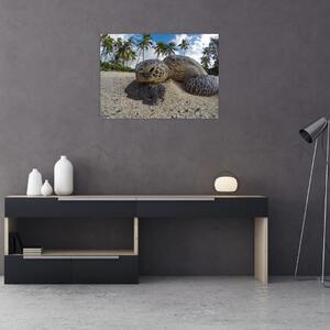 Obraz żółwia (70x50 cm)