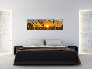 Obraz pola o zachodzie słońca (170x50 cm)