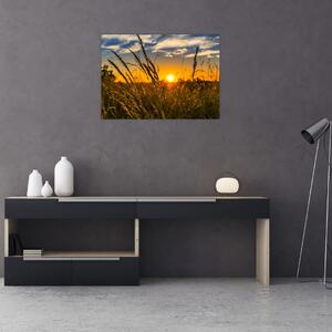 Obraz pola o zachodzie słońca (70x50 cm)