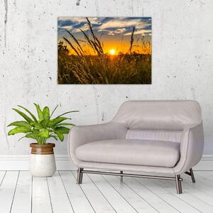 Obraz pola o zachodzie słońca (70x50 cm)