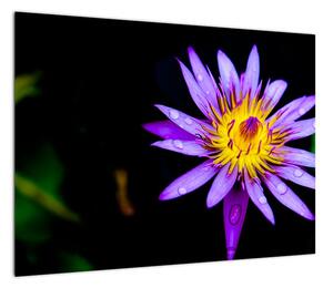 Obraz kwiatu (70x50 cm)