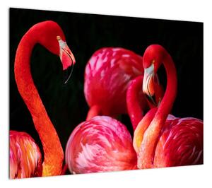 Obraz czerwonych flamingów (70x50 cm)