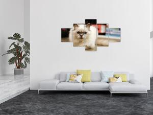 Obraz białego kota (125x70 cm)