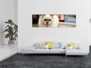 Obraz białego kota (170x50 cm)