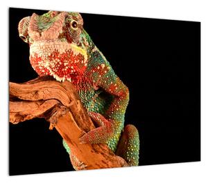 Obraz kameleona na gałęzi (70x50 cm)