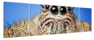 Obraz szczegółu pająka (170x50 cm)