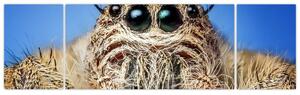 Obraz szczegółu pająka (170x50 cm)