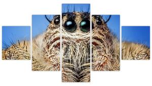 Obraz szczegółu pająka (125x70 cm)